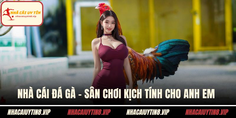 Nhà Cái Đá Gà - Sân Chơi Kịch Tính Cho Anh Em Đam Mê 1 Nhà cái đá gà