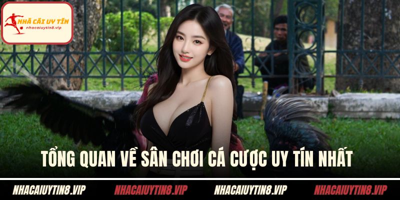 Nhà Cái Đá Gà - Sân Chơi Kịch Tính Cho Anh Em Đam Mê 1 Tổng quan về sân chơi cá cược uy tín nhất